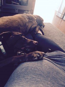 Stella & Marley Bonding with Baby